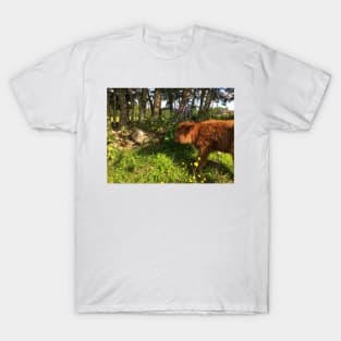 Scottish Highland Cattle Calf 1782 T-Shirt